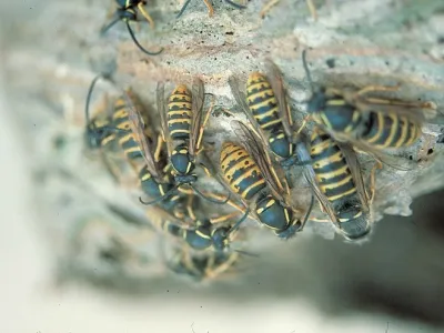 Drohnen der Sächsischen Wespe (Dolichovespula saxonica), Foto: Andrea Funke